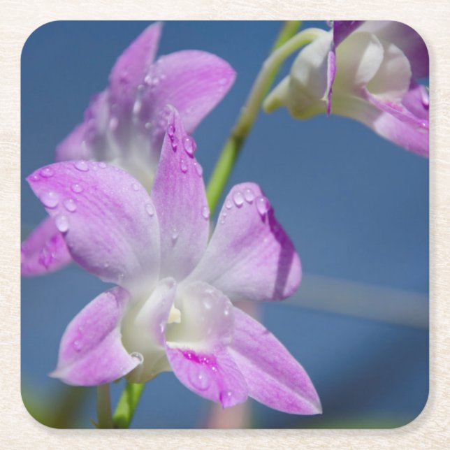Posavasos Cuadrado De Papel Australia, Territorio del Norte, Darwin (Anverso)