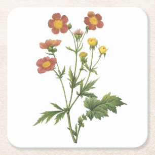 Posavasos Cuadrado De Papel avens(Geum coccineum) de Redouté