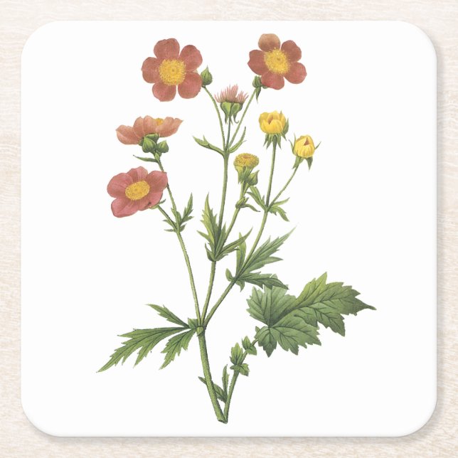 Posavasos Cuadrado De Papel avens(Geum coccineum) de Redouté (Anverso)