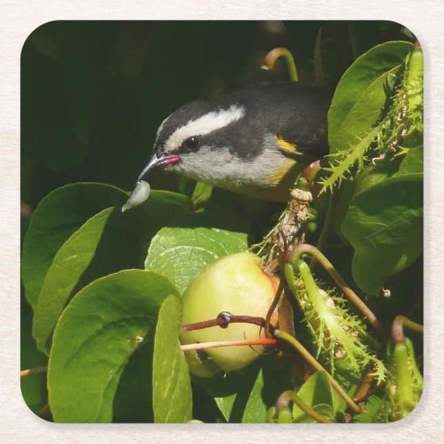 Posavasos Cuadrado De Papel Aves Bananaquit comiendo fotografía tropical (Anverso)