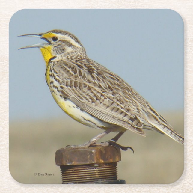 Posavasos Cuadrado De Papel B6 Western Meadowlark (Anverso)