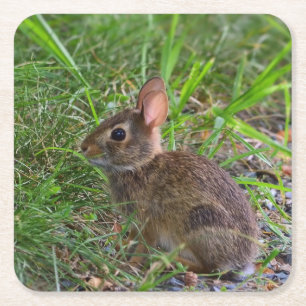 Posavasos Cuadrado De Papel Babby Bunny Paper Coaster