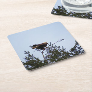 Posavasos Cuadrado De Papel Bald Eagle