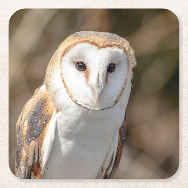 Posavasos Cuadrado De Papel Barn Owl (Anverso)