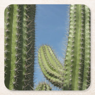 Posavasos Cuadrado De Papel Barrel Cactus I Desert Photo