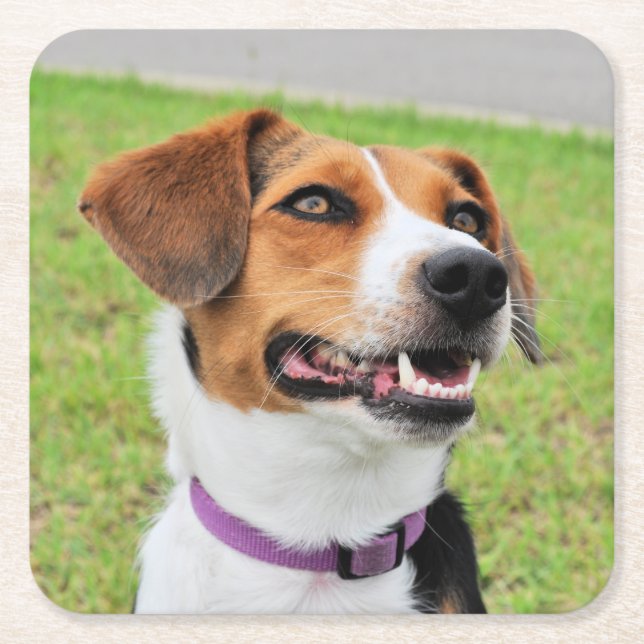 Posavasos Cuadrado De Papel Beagle (Anverso)
