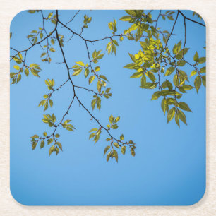 Posavasos Cuadrado De Papel beautiful branch with green and yellow leaves hug