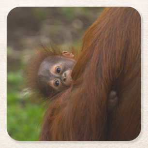 Posavasos Cuadrado De Papel Bebé de Orangután Con Un Pegatina Redondo Clásico