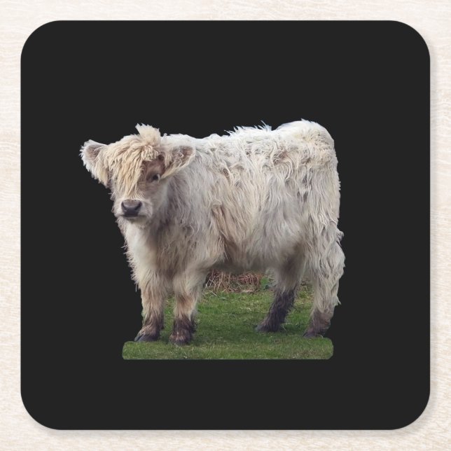 Posavasos Cuadrado De Papel Bebé Highland "Moo" Cow Coaster (Anverso)