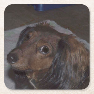 Posavasos Cuadrado De Papel Beber de Dachshund, una larga tradición