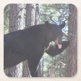 Posavasos Cuadrado De Papel Beber de oso negro