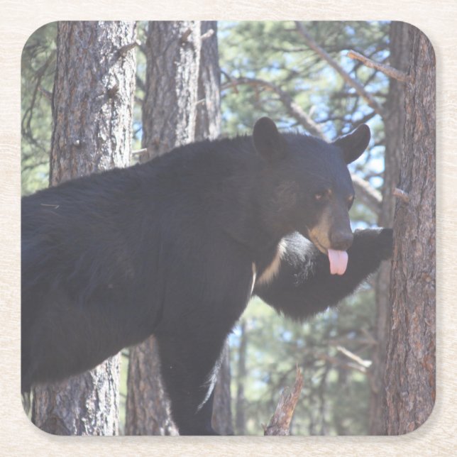 Posavasos Cuadrado De Papel Beber de oso negro (Anverso)