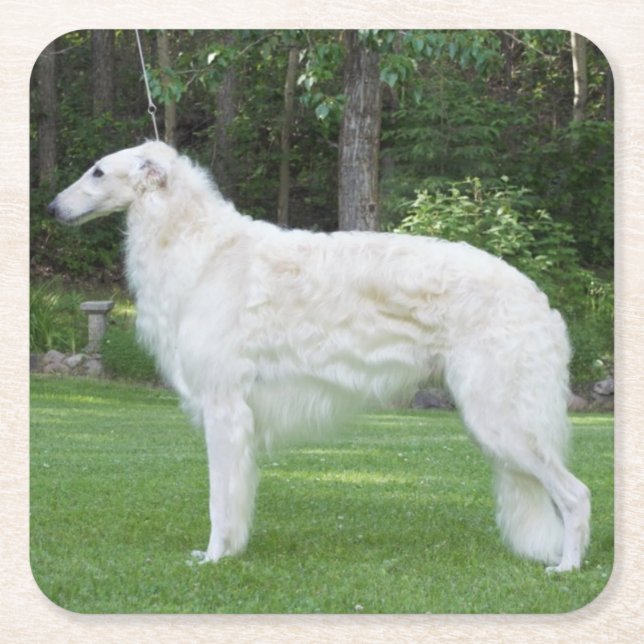 Posavasos Cuadrado De Papel Bella Borzoi (Anverso)