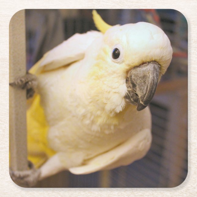 Posavasos Cuadrado De Papel Bella boy (Anverso)