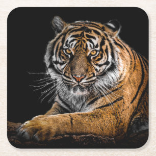 Posavasos Cuadrado De Papel Bella tigre con fondo negro