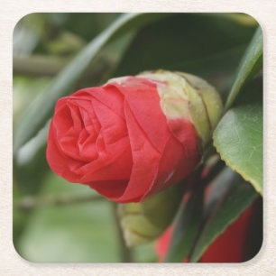 Posavasos Cuadrado De Papel Bello Azafrán Rojo