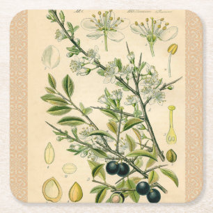 Posavasos Cuadrado De Papel Berry de flores antiguas de espinas negras