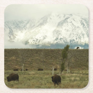 Posavasos Cuadrado De Papel Bison en la fotografía del parque nacional del Gra