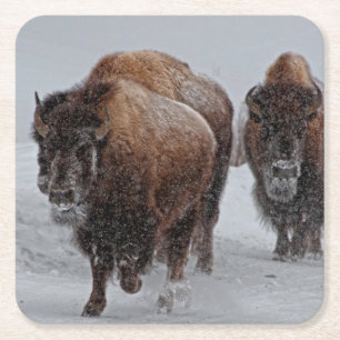 Posavasos Cuadrado De Papel Bisonte de Yellowstone