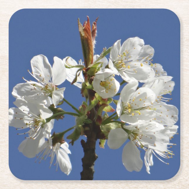 Posavasos Cuadrado De Papel Bloom de Primavera Blanca (Anverso)