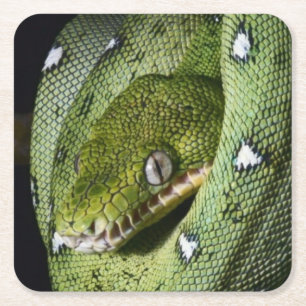 Posavasos Cuadrado De Papel Boa esmeralda de la serpiente verde del árbol en