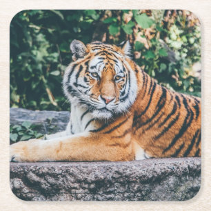 Posavasos Cuadrado De Papel Bonito conjunto de montaña rusa de tigres