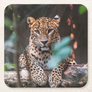 Posavasos Cuadrado De Papel Bonito conjunto de montaña salvaje