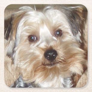 Posavasos Cuadrado De Papel Bonito conjunto de montaña Westie/Yorkie