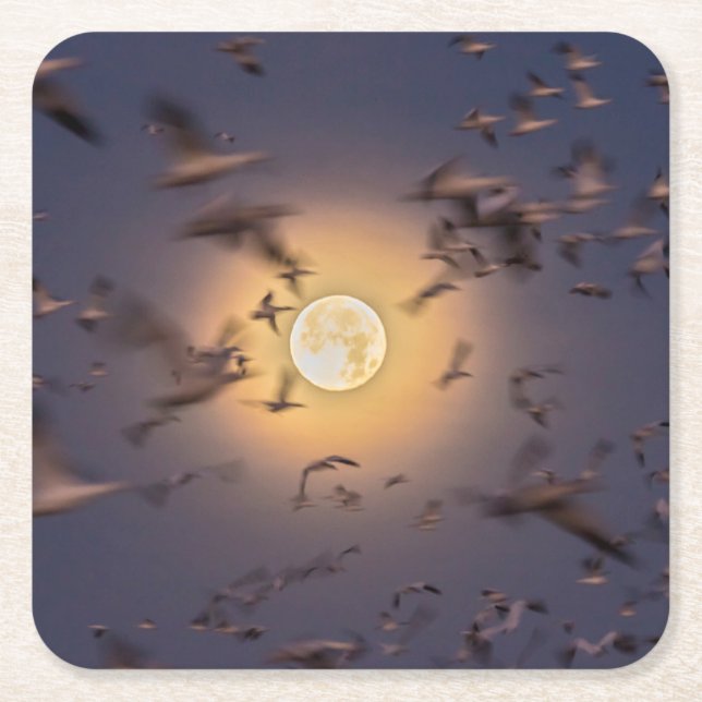 Posavasos Cuadrado De Papel Bosque del Apache National Wildlife Refuge (Anverso)