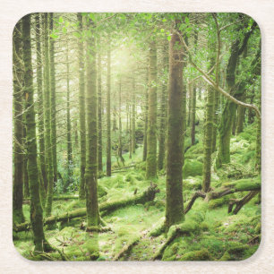 Posavasos Cuadrado De Papel Bosque en el parque nacional el Kerry, Irlanda