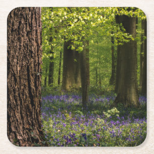 Posavasos Cuadrado De Papel Bosques   Bluebells en Bélgica