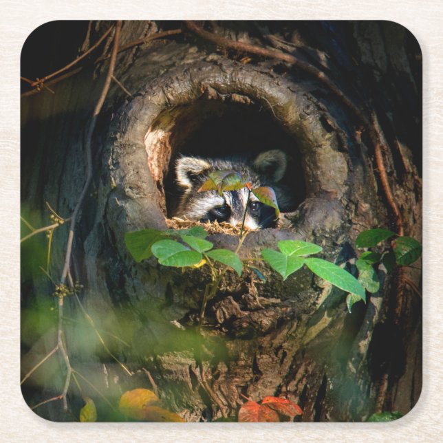 Posavasos Cuadrado De Papel Bosques | Raccoon Peeking (Anverso)