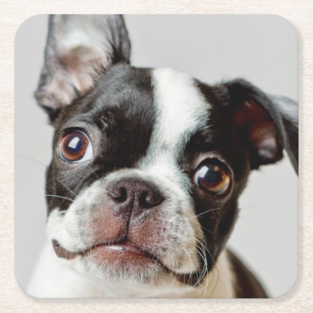 Posavasos Cuadrado De Papel Boston Terrier (Anverso)