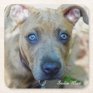 Posavasos Cuadrado De Papel Brindle Pit Bull Puppy by Shirley Taylor