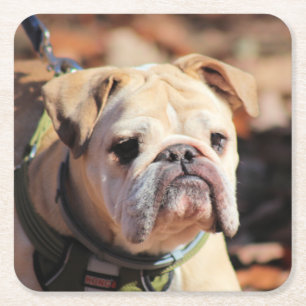 Posavasos Cuadrado De Papel Bulldog