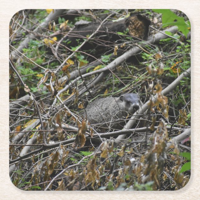 Posavasos Cuadrado De Papel Busy Beaver (Anverso)