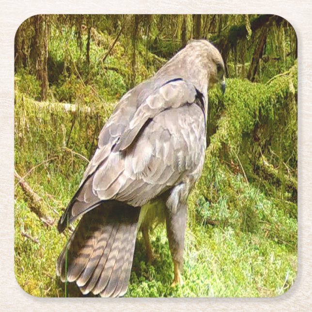 Posavasos Cuadrado De Papel Buzzard buscando grubs Coaster (Anverso)