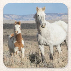 Posavasos Cuadrado De Papel Caballos salvajes en casa en la cuenca de Sandwash