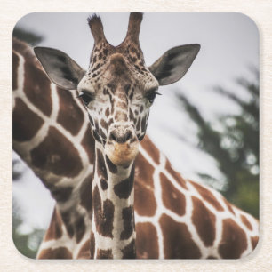 Posavasos Cuadrado De Papel Cabeza de jirafa Piel de piel de animal africano