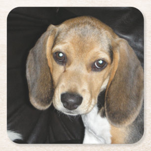 Posavasos Cuadrado De Papel cachorro beagle 2