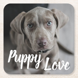 Posavasos Cuadrado De Papel Cachorro de amor lindo Perro Weimaraner
