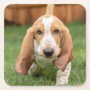 Posavasos Cuadrado De Papel Cachorro de Basset Hound Caminando