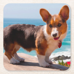 Posavasos Cuadrado De Papel cachorro de Corgi galés de Pembroke de pie en la m