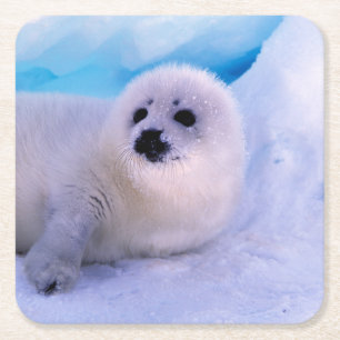 Posavasos Cuadrado De Papel Cachorro de foca arpía pequeña cubierto de copos d