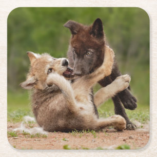 Posavasos Cuadrado De Papel Cachorros de Lobo Gris Luchando