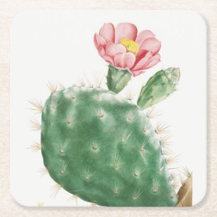 Posavasos Cuadrado De Papel Cactus Cochenillifer, Ilustración Antigua, 1799