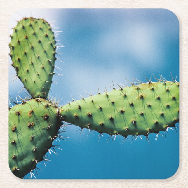 Posavasos Cuadrado De Papel Cactus de Prickley (Anverso)