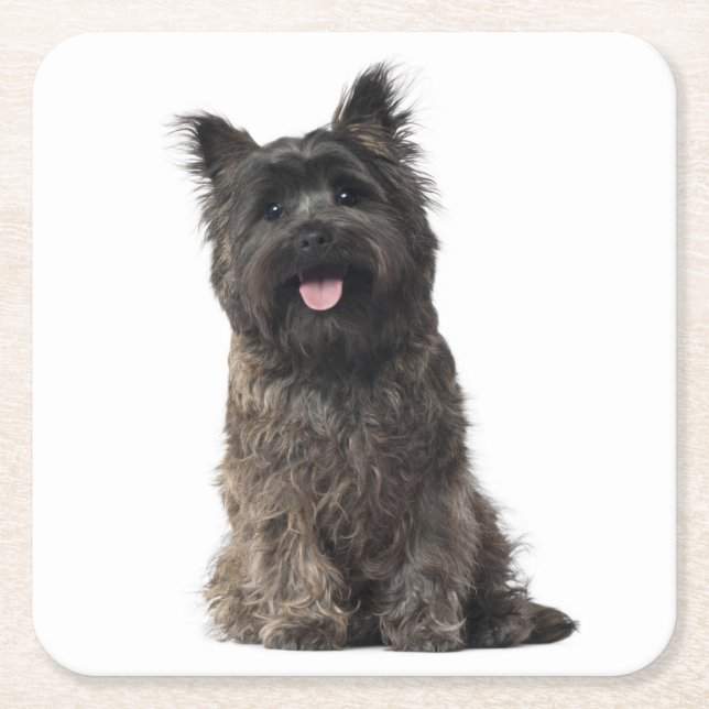 Posavasos Cuadrado De Papel Cairn Terrier Gray Black Puppy Dog Love (Anverso)