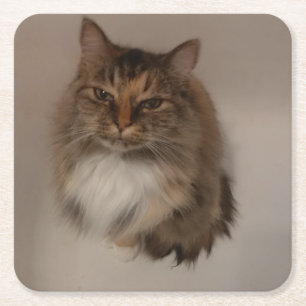 Posavasos Cuadrado De Papel Calico Cat Drace