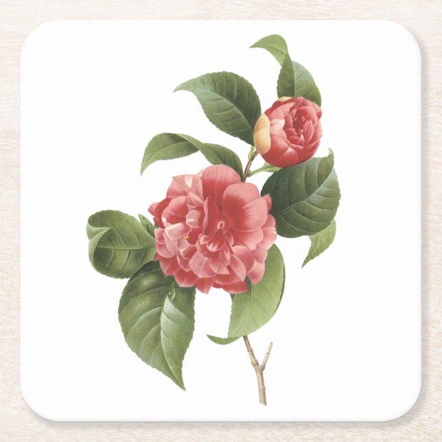 Posavasos Cuadrado De Papel camellia común (Camellia japonica) de Redouté (Anverso)